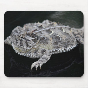Texas Horned Lizard - Texas State Reptile Muismat