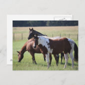 Texas Horses Briefkaart (Voorkant / Achterkant)