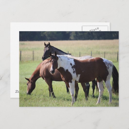 Texas Horses Briefkaart (Voorkant / Achterkant)