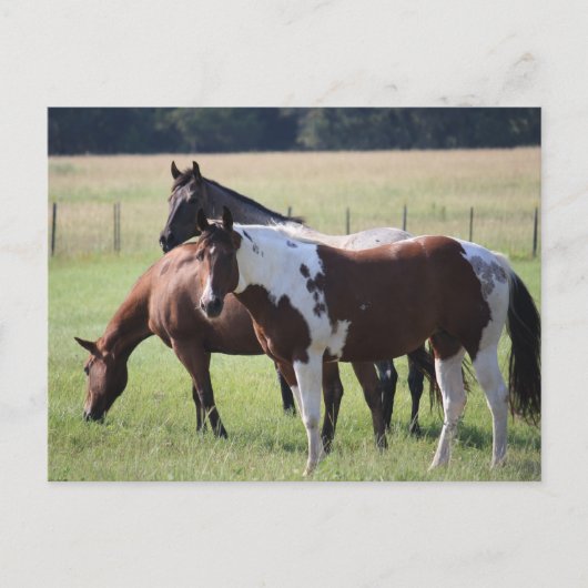 Texas Horses Briefkaart (Voorkant)