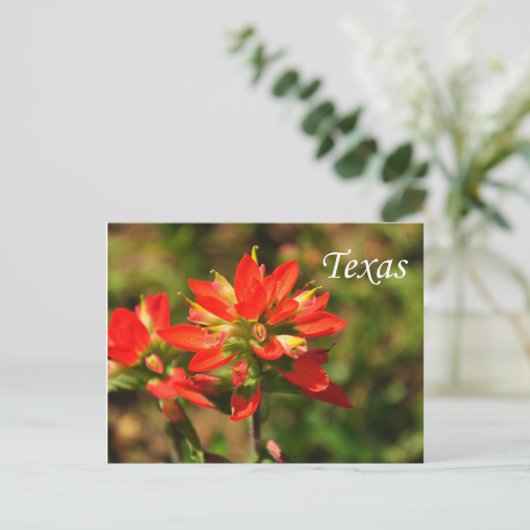 Texas Indian Paintborstel Wildflower Briefkaart (Staand voorkant)