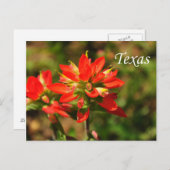 Texas Indian Paintborstel Wildflower Briefkaart (Voorkant / Achterkant)