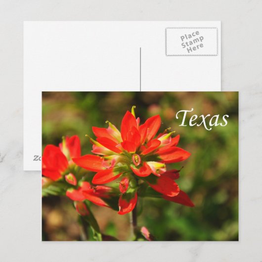 Texas Indian Paintborstel Wildflower Briefkaart (Voorkant / Achterkant)