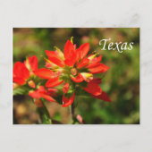 Texas Indian Paintborstel Wildflower Briefkaart (Voorkant)