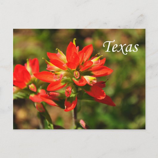 Texas Indian Paintborstel Wildflower Briefkaart (Voorkant)