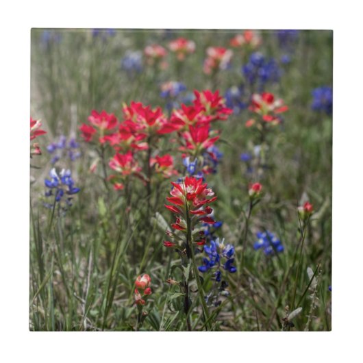 Texas Indian PaintBrusand Bluebonnet Wildflower Tegeltje (Voorkant)