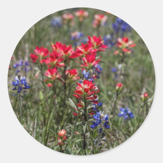 Texas Indiase verfkwast en Bluebonnet Wildflower Ronde Sticker (Voorkant)