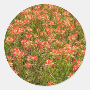 Texas Indiase verfkwast Wildflower Ronde Sticker