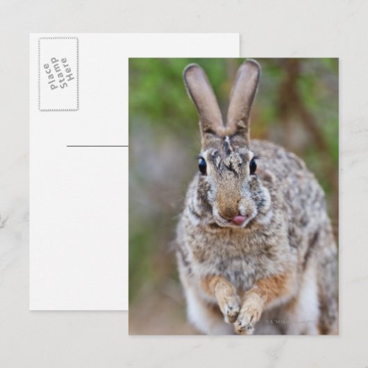 Texas katoenstaartkonijn briefkaart (Voorkant / Achterkant)