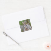 Texas katoenstaartkonijn vierkante sticker (Envelop)