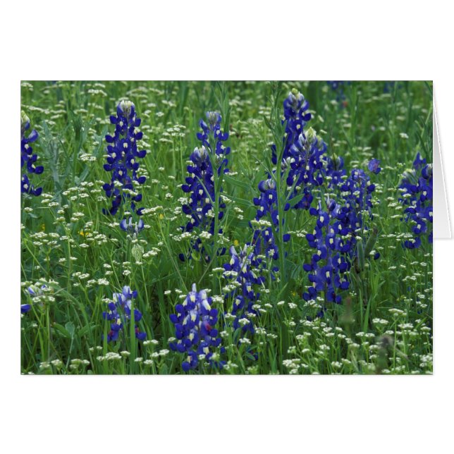 Texas, Lake Buchanan. Texas Bluebonnet en Wild (Voorkant Horizontaal)