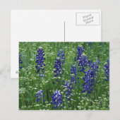 Texas, Lake Buchanan. Texas Bluebonnet en Wild Briefkaart (Voorkant / Achterkant)