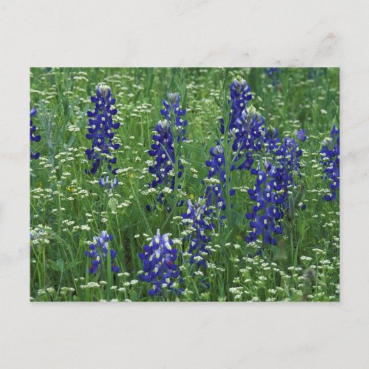 Texas, Lake Buchanan. Texas Bluebonnet en Wild Briefkaart (Voorkant)