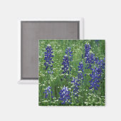 Texas, Lake Buchanan. Texas Bluebonnet en Wild Magneet (Voorkant / Achterkant)