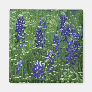 Texas, Lake Buchanan. Texas Bluebonnet en Wild Magneet