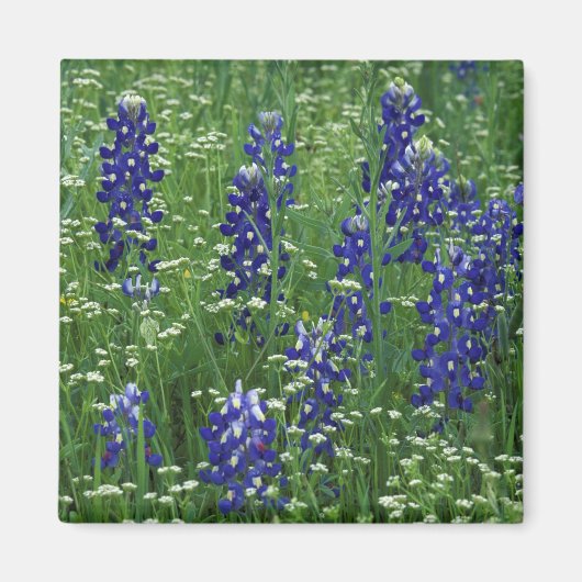 Texas, Lake Buchanan. Texas Bluebonnet en Wild Magneet (Voorkant)