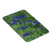 Texas, Lake Buchanan. Texas Bluebonnet en Wild Magneet (Rechterzijde)