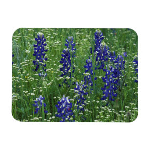 Texas, Lake Buchanan. Texas Bluebonnet en Wild Magneet