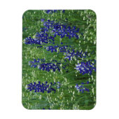 Texas, Lake Buchanan. Texas Bluebonnet en Wild Magneet (Verticaal)