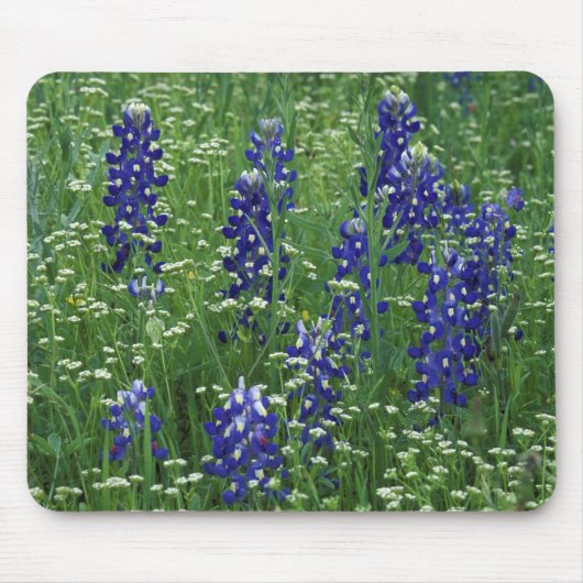 Texas, Lake Buchanan. Texas Bluebonnet en Wild Muismat (Voorkant)