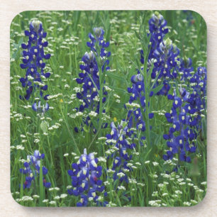 Texas, Lake Buchanan. Texas Bluebonnet en Wild Onderzetter