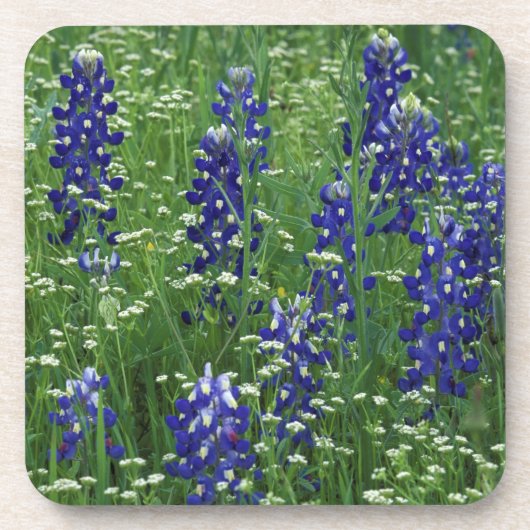 Texas, Lake Buchanan. Texas Bluebonnet en Wild Onderzetter (Voorkant)