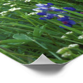 Texas, Lake Buchanan. Texas Bluebonnet en Wild Poster (Hoek)