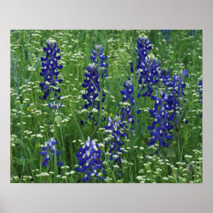 Texas, Lake Buchanan. Texas Bluebonnet en Wild Poster