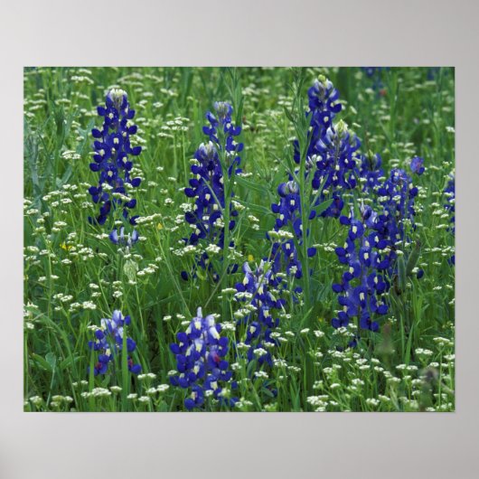 Texas, Lake Buchanan. Texas Bluebonnet en Wild Poster (Voorkant)