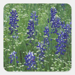 Texas, Lake Buchanan. Texas Bluebonnet en Wild Vierkante Sticker