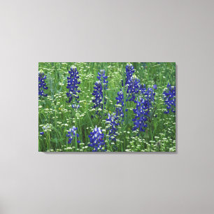 Texas, Lake Buchanan. Texas Bluebonnet en Wilde Canvas Afdruk