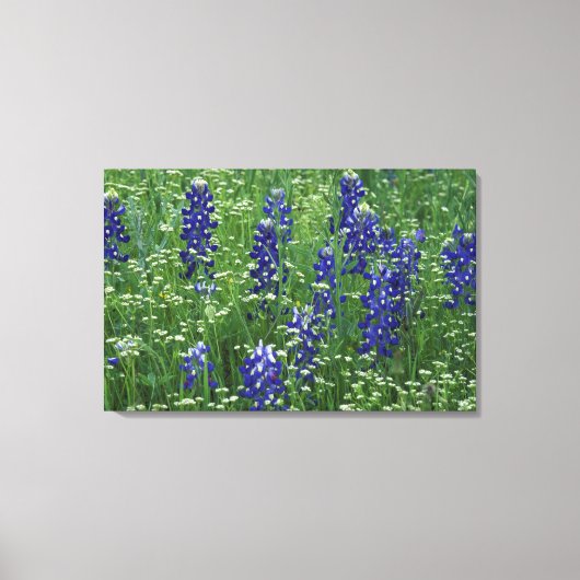 Texas, Lake Buchanan. Texas Bluebonnet en Wilde Canvas Afdruk (Voorkant)
