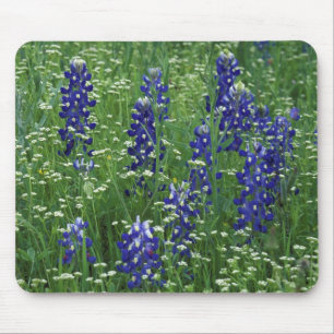 Texas, Lake Buchanan. Texas Bluebonnet en Wilde Muismat
