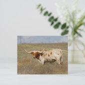 Texas Long Horn Ansichtkaart Briefkaart (Staand voorkant)