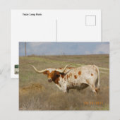 Texas Long Horn Ansichtkaart Briefkaart (Voorkant / Achterkant)