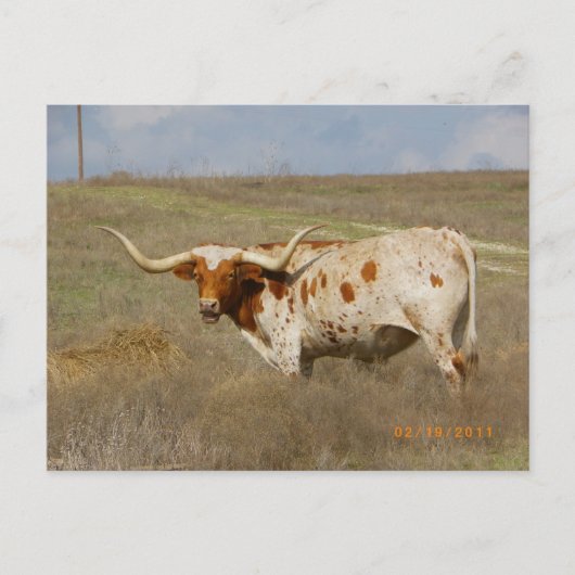 Texas Long Horn Ansichtkaart Briefkaart (Voorkant)