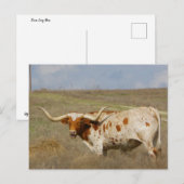 Texas Long Horn Briefkaart (Voorkant / Achterkant)