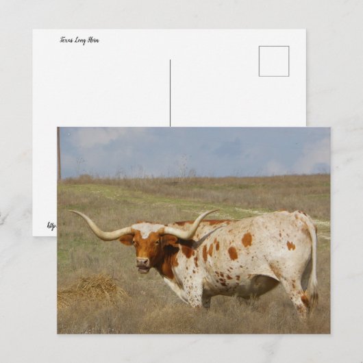 Texas Long Horn Briefkaart (Voorkant / Achterkant)