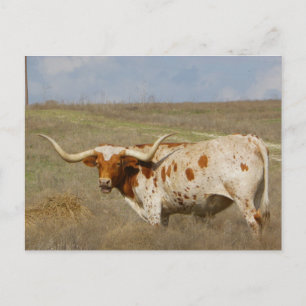 Texas Long Horn Briefkaart