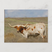 Texas Long Horn Briefkaart (Voorkant)