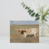 Texas Long Horn Postcard Briefkaart (Staand voorkant)