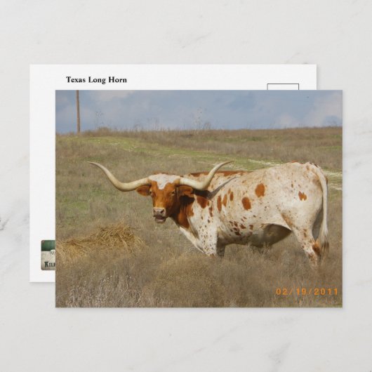 Texas Long Horn Postcard Briefkaart (Voorkant / Achterkant)