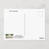 Texas Long Horn Postcard Briefkaart (Achterkant)