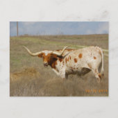 Texas Long Horn Postcard Briefkaart (Voorkant)