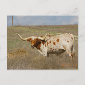 Texas Long Horn Postcard Briefkaart