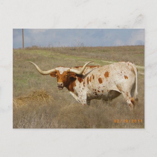 Texas Long Horn Postcard Briefkaart (Voorkant)