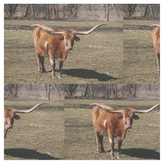 Texas Long Horns. Stof (Close Up)