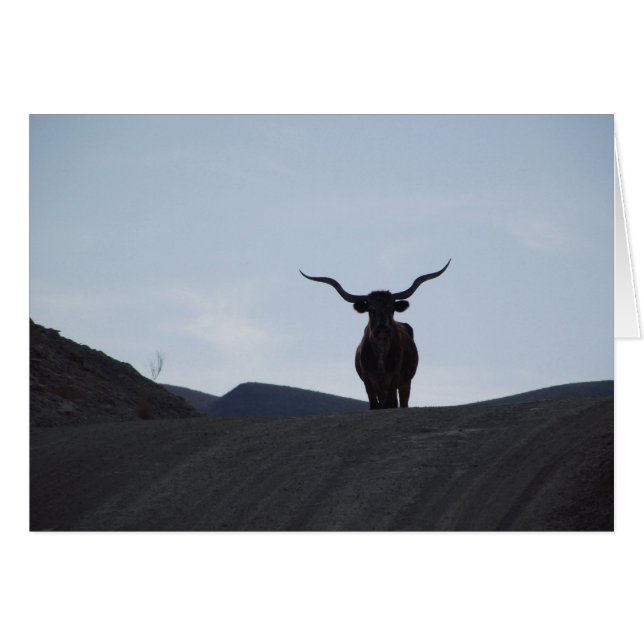 Texas Longhorn (Voorkant Horizontaal)