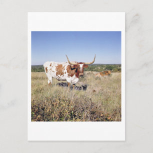 Texas Longhorn Breed (foto) Briefkaart