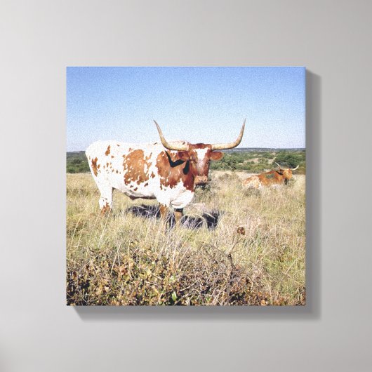 Texas Longhorn Breed (foto) Canvas Afdruk (Voorkant)